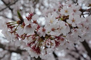 2016年4月5日　花見