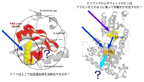 PYP_FLAVIN.GIF - 30,331BYTES