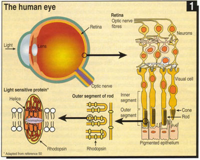 EYE.JPG - 65,929BYTES