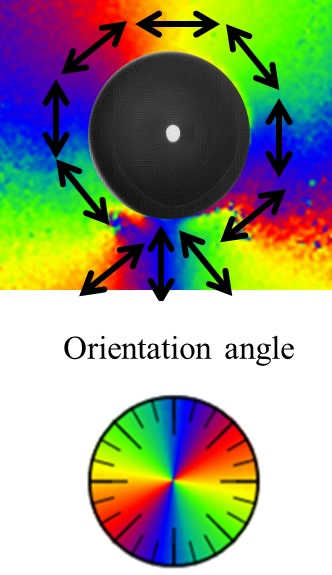 図3　図2の配向分布の拡大図（上側）と配向角の図（下側）